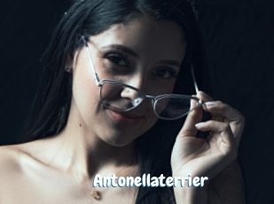 Antonellaterrier