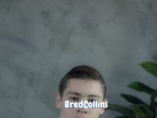 BredCollins Coquine Avenue