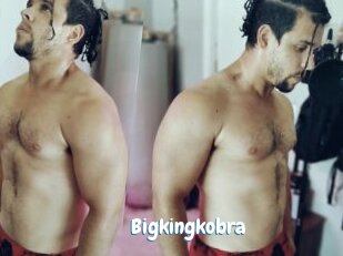 Bigkingkobra