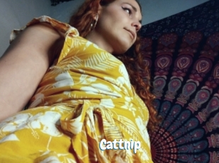 cattnip Coquine Avenue