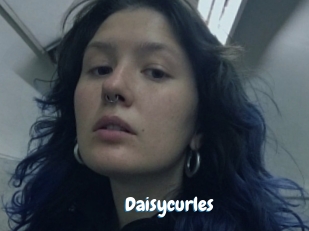 Daisycurles