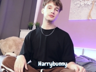 Harrybunny