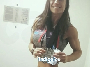 Indigofox