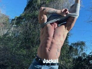 Jackal