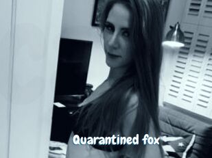 Quarantined_fox