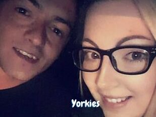 Yorkies